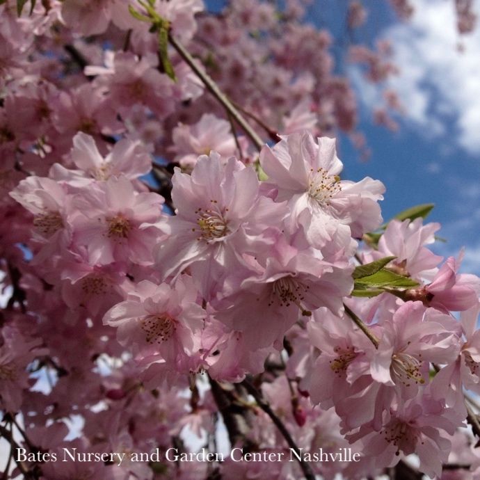 #7 Prunus sub Pendula/ Pink Weeping Higan Flowering Cherry
