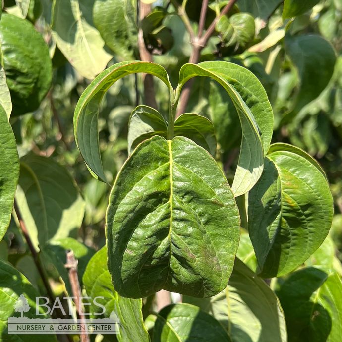 #7 Cornus florida Red Beauty/ Dogwood Native (TN)