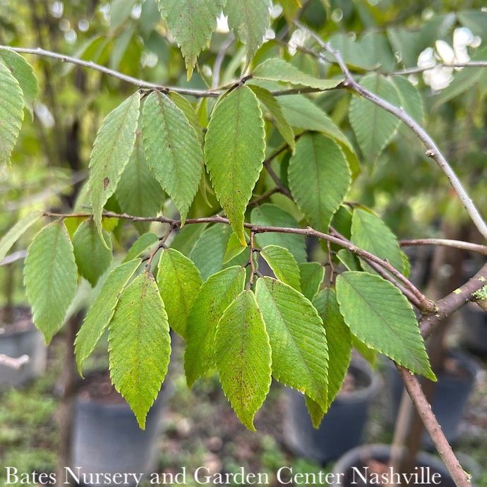 #7 Zelkova serrata Village Green/ Japanese