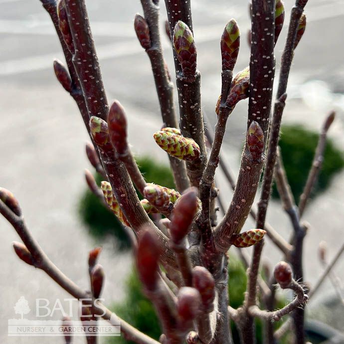 #15 Carpinus bet Columnaris Nana/ Dwarf Columnar European Hornbeam