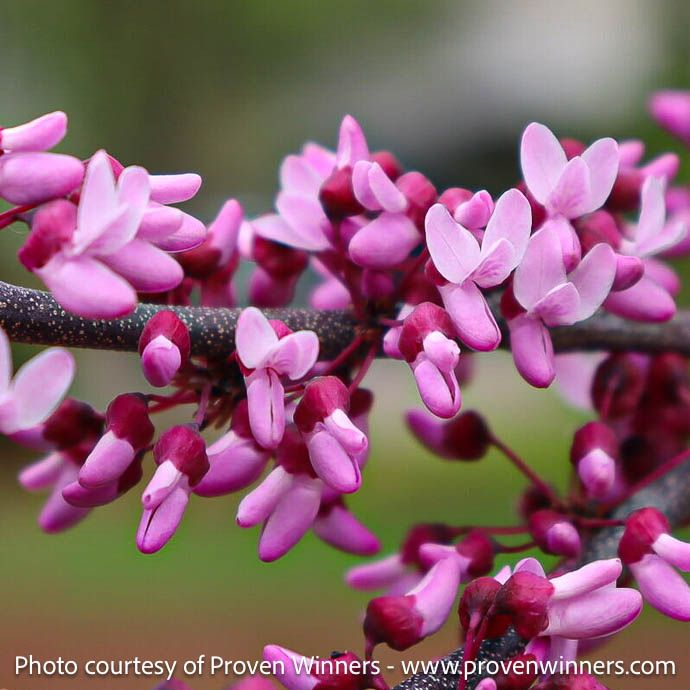 #5 Cercis can PW Midnight Express/ Burgundy Foliage Redbud Native (TN)
