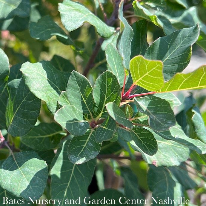 #6 Cotinus coggygria Dusky Maiden/ Smoketree