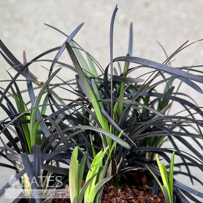 5p Ophiopogon plan Inky Whiskers/ Black Mondo Grass