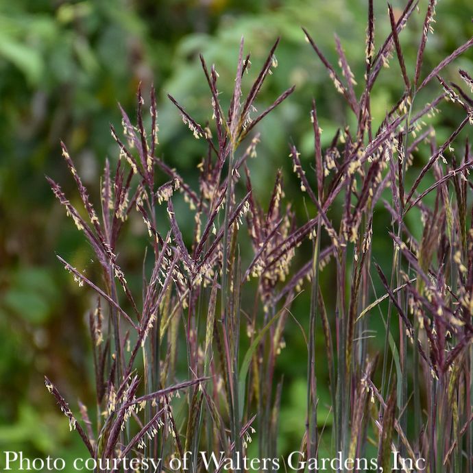 #1 Grass Andropogon ger Blackhawks/ Big Bluestem Native (TN)