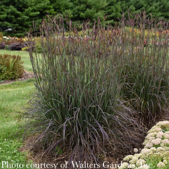 #1 Grass Andropogon ger Blackhawks/ Big Bluestem Native (TN)