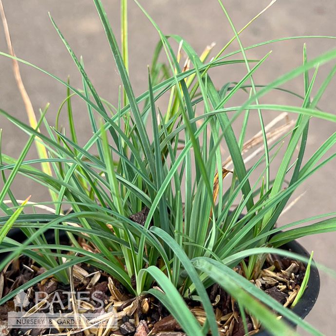 #1 Grass Carex woodii/ Wood's Sedge Native (R)