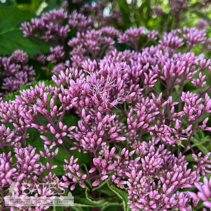 #1 Eutrochium dubium Little Pye/ Dwarf Joe Pye Weed Native (R)