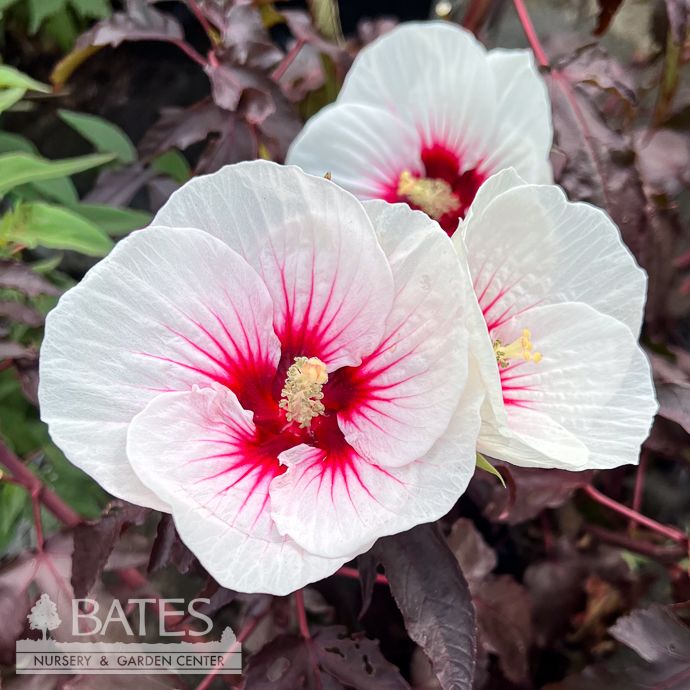 #3 Hibiscus mosc Carousel 'Jolly Heart'/ White w/ Pink Eye Hardy Native (TN)