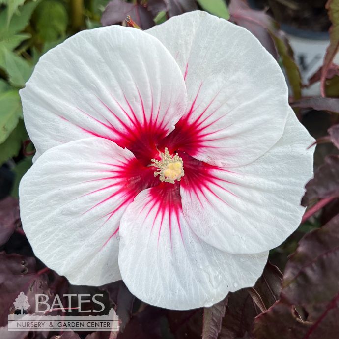 #3 Hibiscus mosc Carousel 'Jolly Heart'/ White w/ Pink Eye Hardy Native (TN)