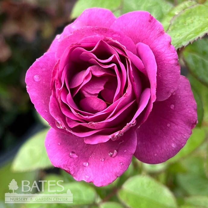 #3 Rosa Sunbelt 'Plum Perfect'/ Purple Floribunda Rose - No Warranty