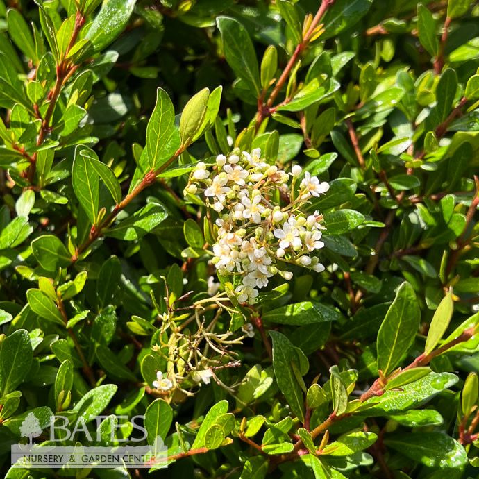 #3 Viburnum obovatum Raulston Hardy/ Dwarf Native (R)