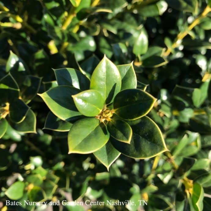 #3 Ilex corn Burfordii Nana/ Dwarf Burford Chinese Holly (Self-fertile)