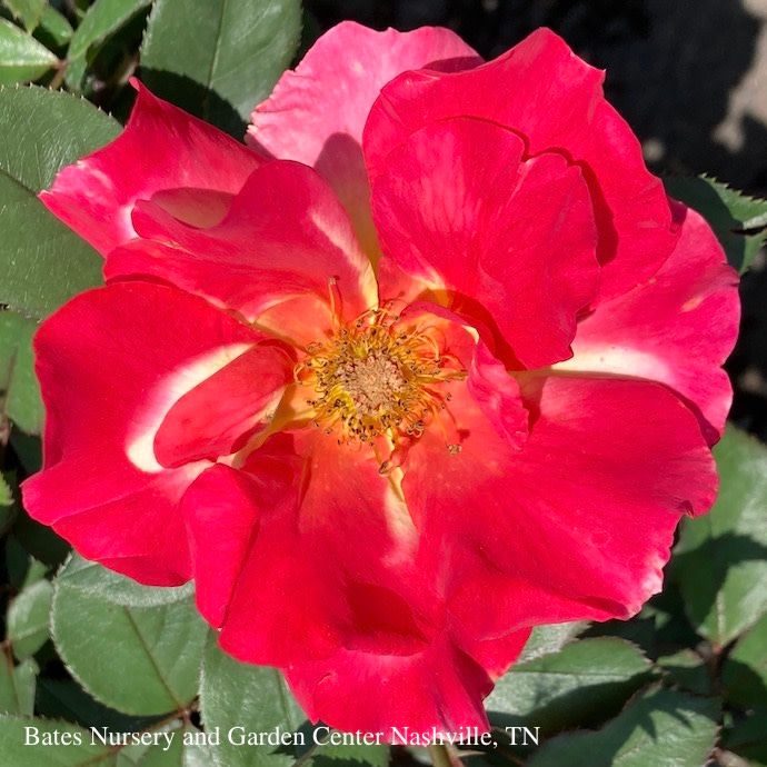 #3 Rosa Sunset Horizon/ Pink Red Yellow Floribunda Rose - No Warranty