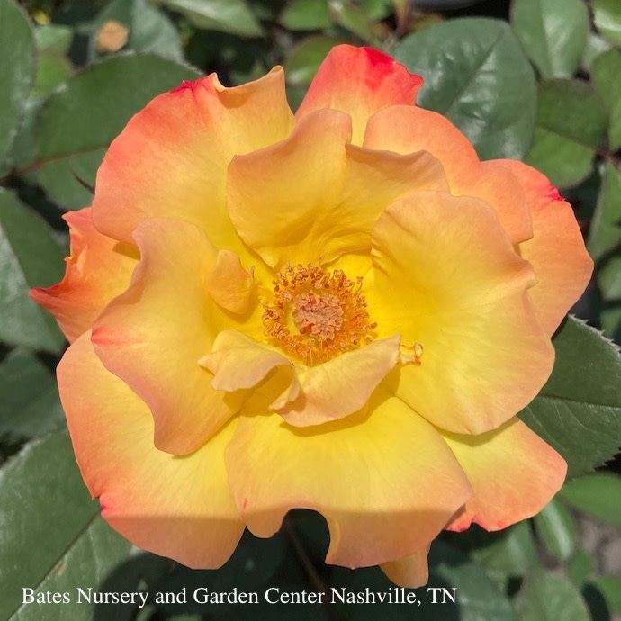 #3 Rosa Sunset Horizon/ Pink Red Yellow Floribunda Rose - No Warranty