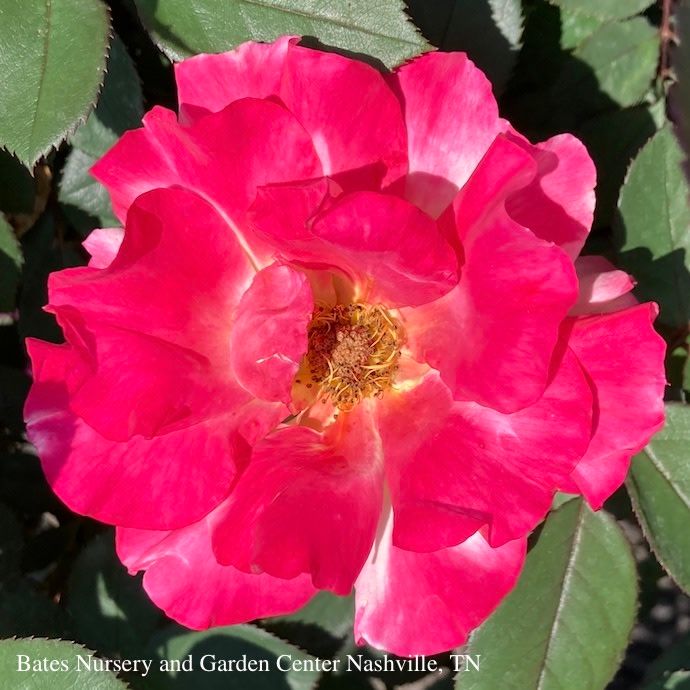 #3 Rosa Sunset Horizon/ Pink Red Yellow Floribunda Rose - No Warranty