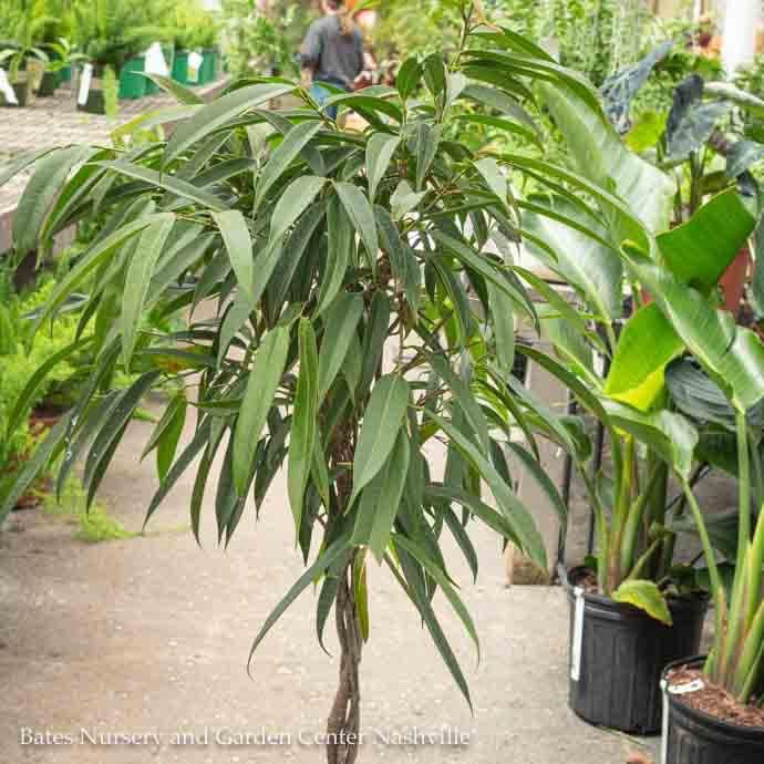 17p! Ficus Alii STD /Tropical