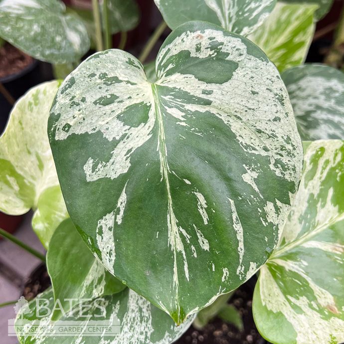 4p! Monstera deliciosa Bulbasaur /Variegated Philo Split Leaf /Tropical