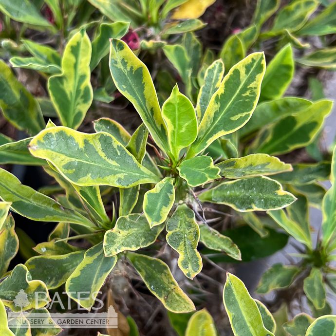 7p! Euphorbia milii /Crown of Thorns Variegated /Tropical