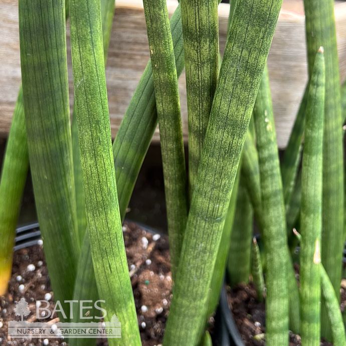 4p! Sansevieria Cylindrica Spears /Mother-in-Law Tongue /Snake Plant /Tropical