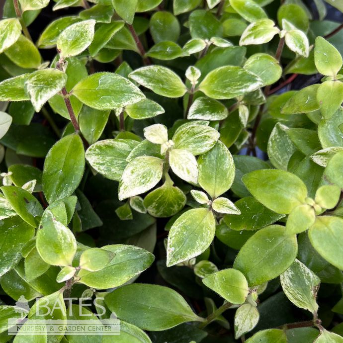8hb! Aeschynanthus Lipstick Plant Variegated Hanging Basket /Tropical