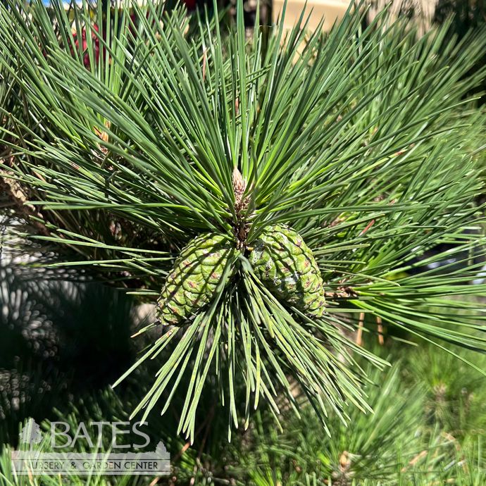 #3 Pinus thunbergii Hakuho/ Japanese Black Pine