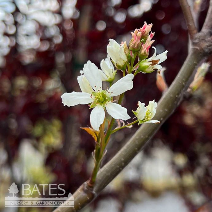#30 SINGLE Amelanchier laev Cumulus/ Allegheny Serviceberry Native (TN)