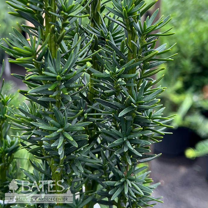 #6 Taxus x media Beanpole/ Columnar Yew