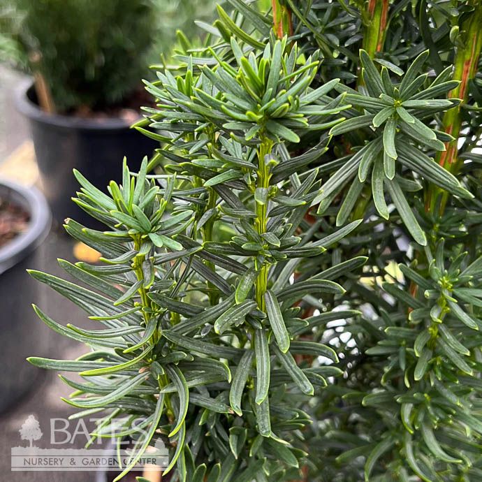#6 Taxus x media Beanpole/ Columnar Yew