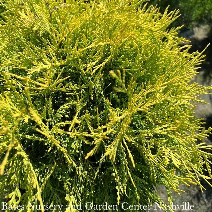 #1 Thuja occ Golden Globe/ Globe Arborvitae