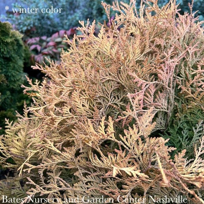 #1 Thuja occ Golden Globe/ Globe Arborvitae