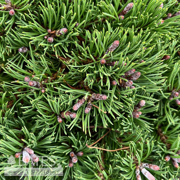 #1 Pinus mugo Pesto/ Spreading Prostrate Pine