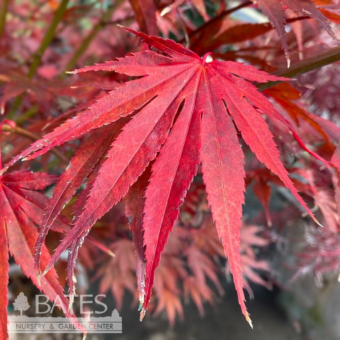 #36 Acer pal Sherwood Flame/ Red Upright Japanese Maple