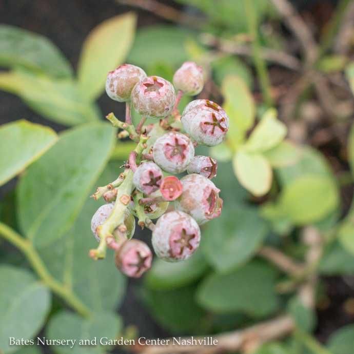 Edible #3 Vaccinium ashei Premier/ Rabbiteye Blueberry Native (TN)