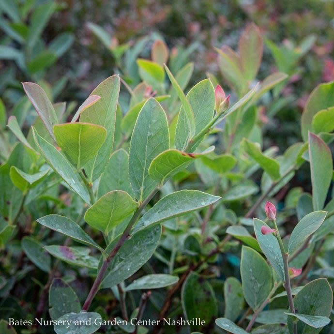 Edible #3 Vaccinium ashei Premier/ Rabbiteye Blueberry Native (TN)