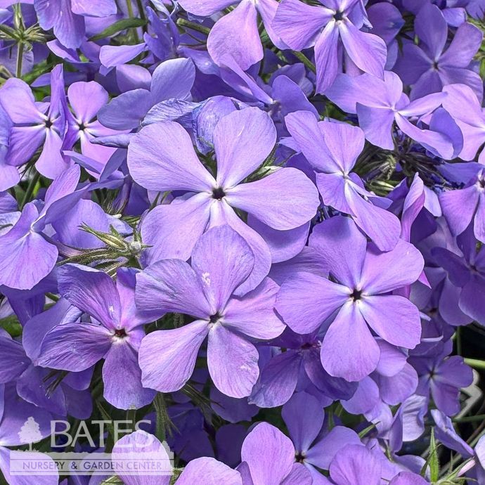QP Phlox div Blue Moon/ Woodland Native (TN)