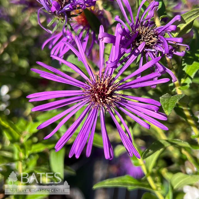 #1 Symphyotrichum grandiflorum/ Big-Headed Aster Native (R)