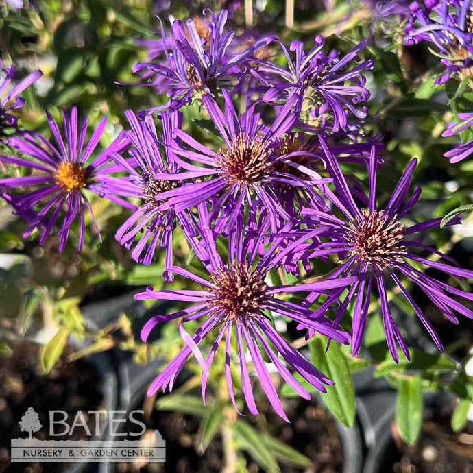 #1 Symphyotrichum grandiflorum/ Big-Headed Aster Native (R)