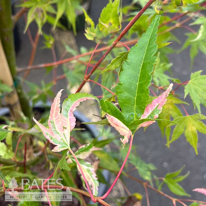 #15 Acer pal Asahi Zuru/ Variegated Upright Japanese Maple