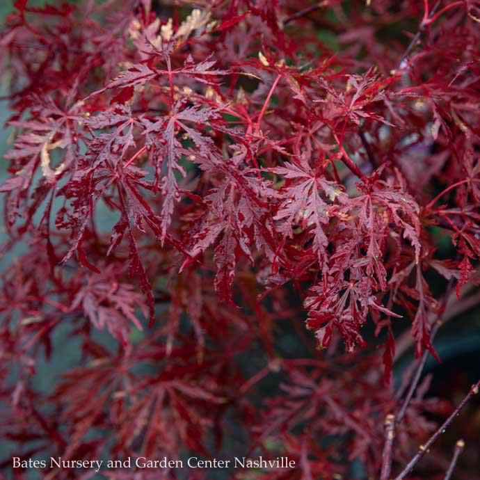 #3 STK Acer pal var diss Red Dragon/ Dwarf Red Weeping Japanese Maple