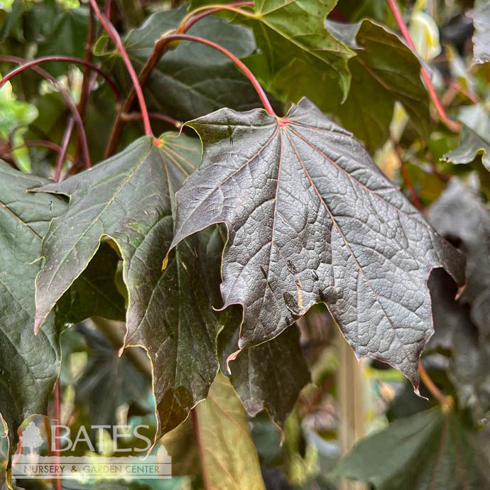 #7 Acer plat Crimson King/ Norway Maple
