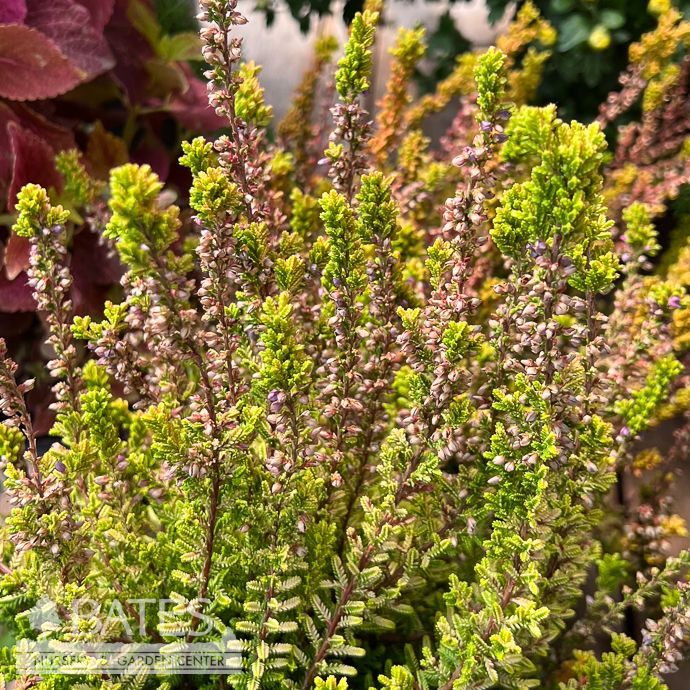 #1 Calluna vul Firefly/ Pink Scotch Heather - No Warranty