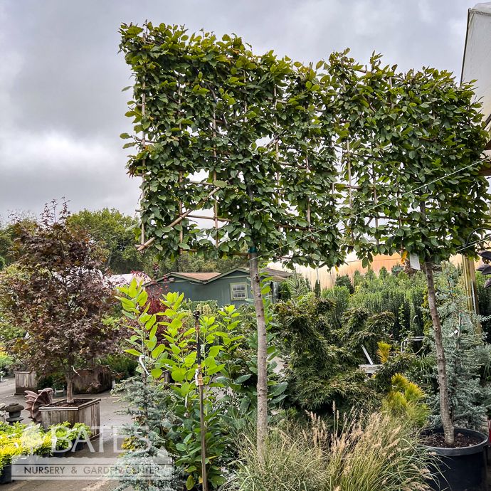 Topiary Staked Square #25 Carpinus betulus/ European Hornbeam