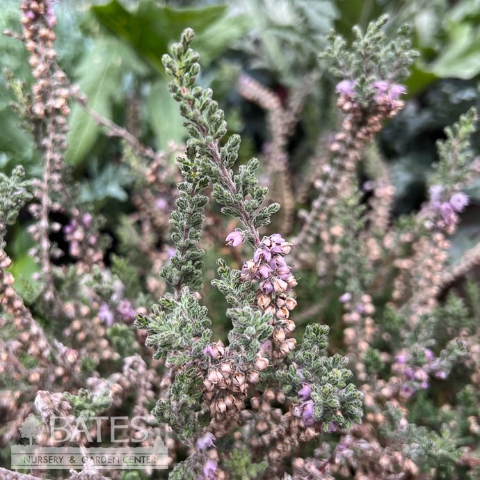 #1 Calluna vul Silver Knight/ Soft Purple Scotch Heather - No Warranty