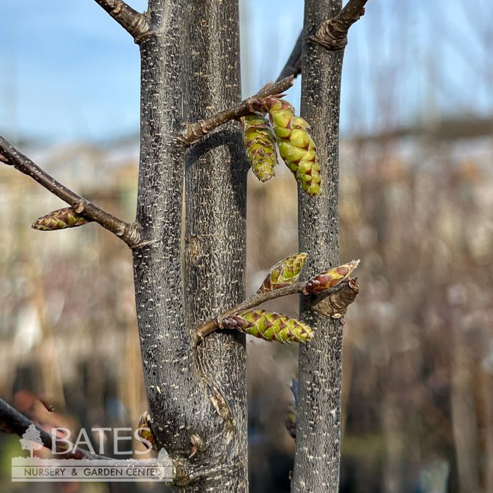 Topiary Rectangle #15 Boxed Carpinus bet Fastigiata/ Pyramidal European Hornbeam