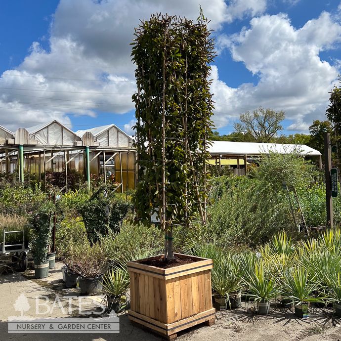Topiary Rectangle #15 Boxed Carpinus bet Fastigiata/ Pyramidal European Hornbeam