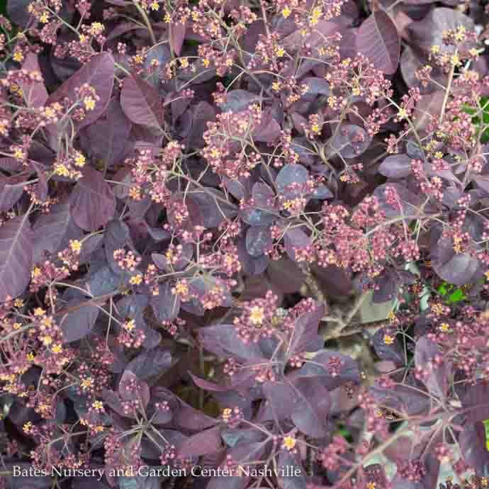 #6 Cotinus coggygria Royal Purple/ Smoketree