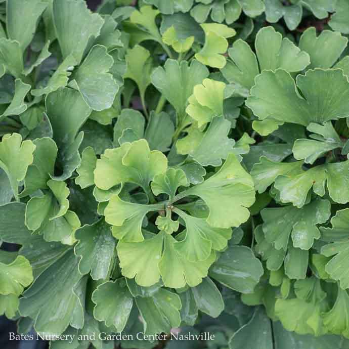 #6 Ginkgo bil Mariken STD/ Dwarf Maidenhair Tree (Male)