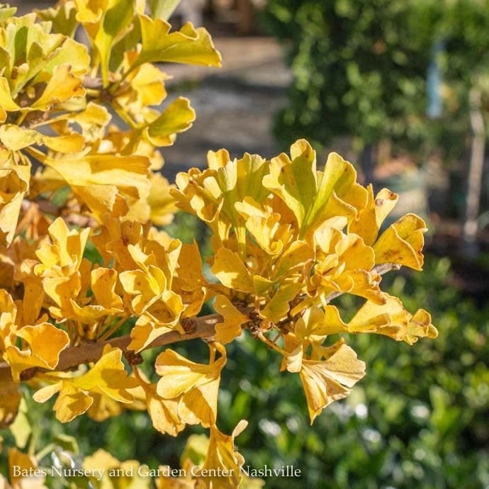 #6 Ginkgo bil Mariken STD/ Dwarf Maidenhair Tree (Male)
