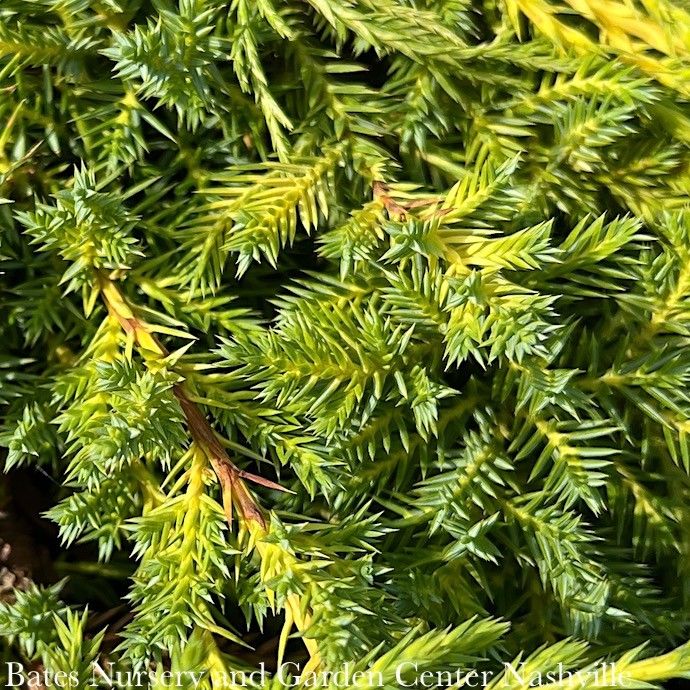 Topiary Pompon #6 Juniperus chin Daub's Frosted/ Chinese Juniper