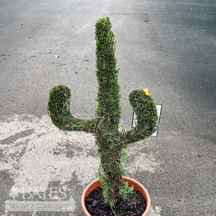 Topiary Mini Cactus Shape #3 Juniperus chin Spartan/ Chinese Juniper